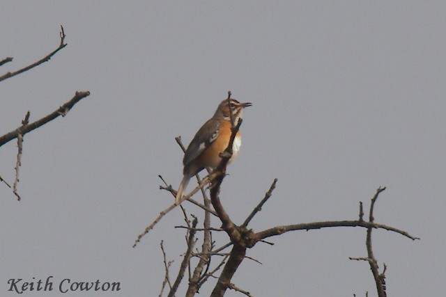 Miombo Scrub-Robin - ML640569080