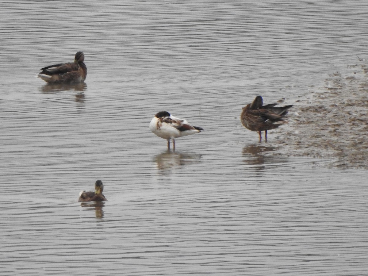 Анхидал ангир - ML640569174