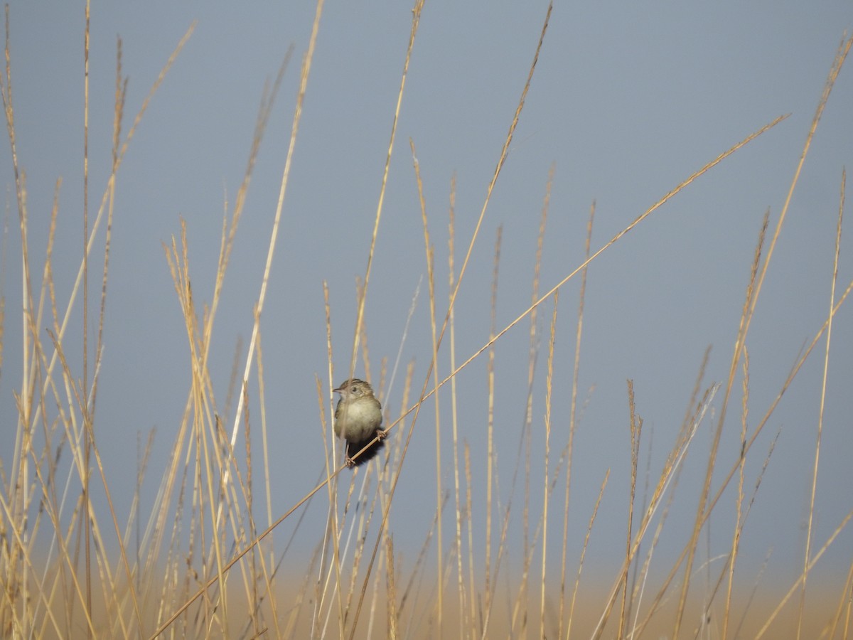 Desert Cisticola - ML640569246