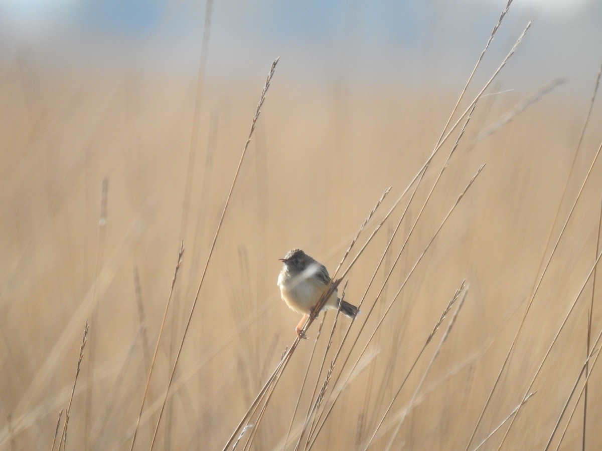 Desert Cisticola - ML640569248