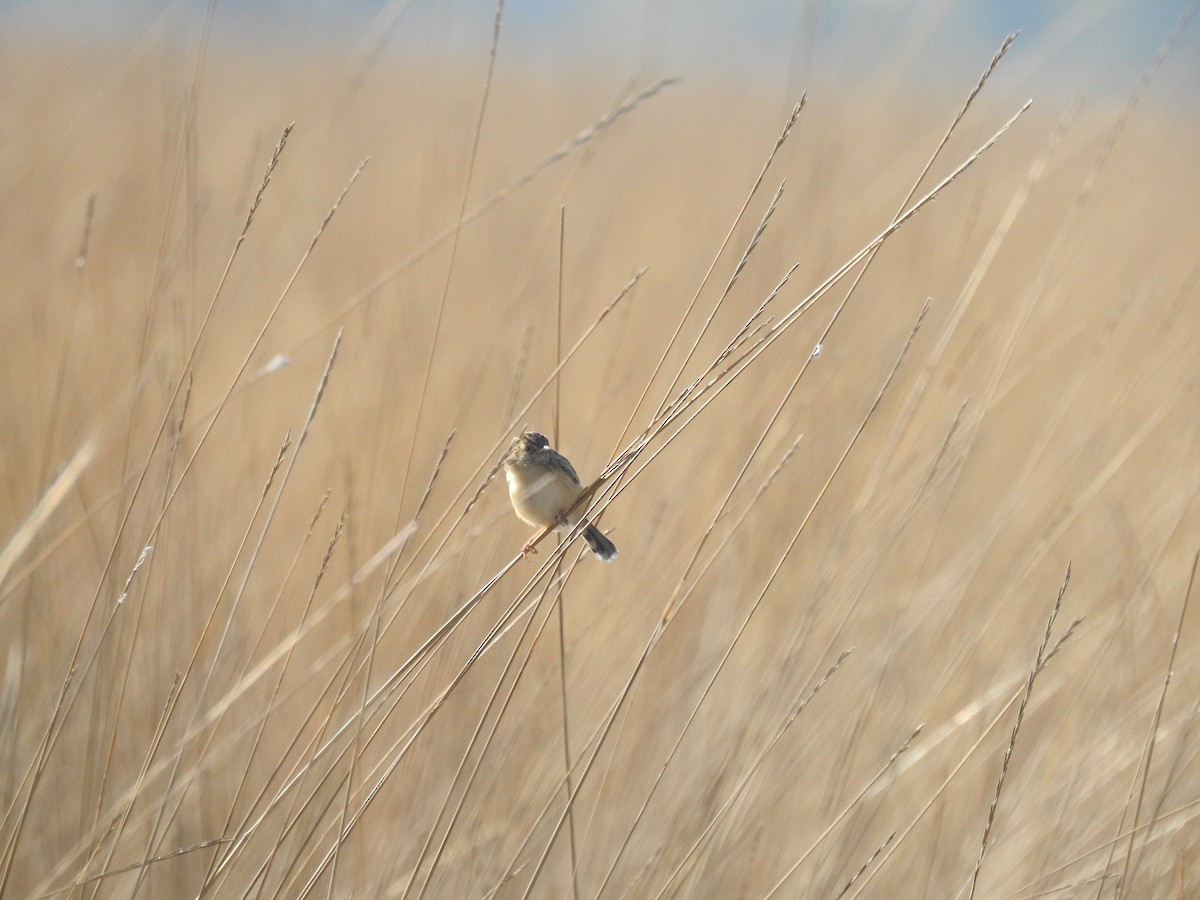 Desert Cisticola - ML640569249