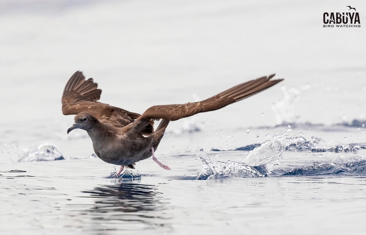 buřňák klínoocasý - ML640569290