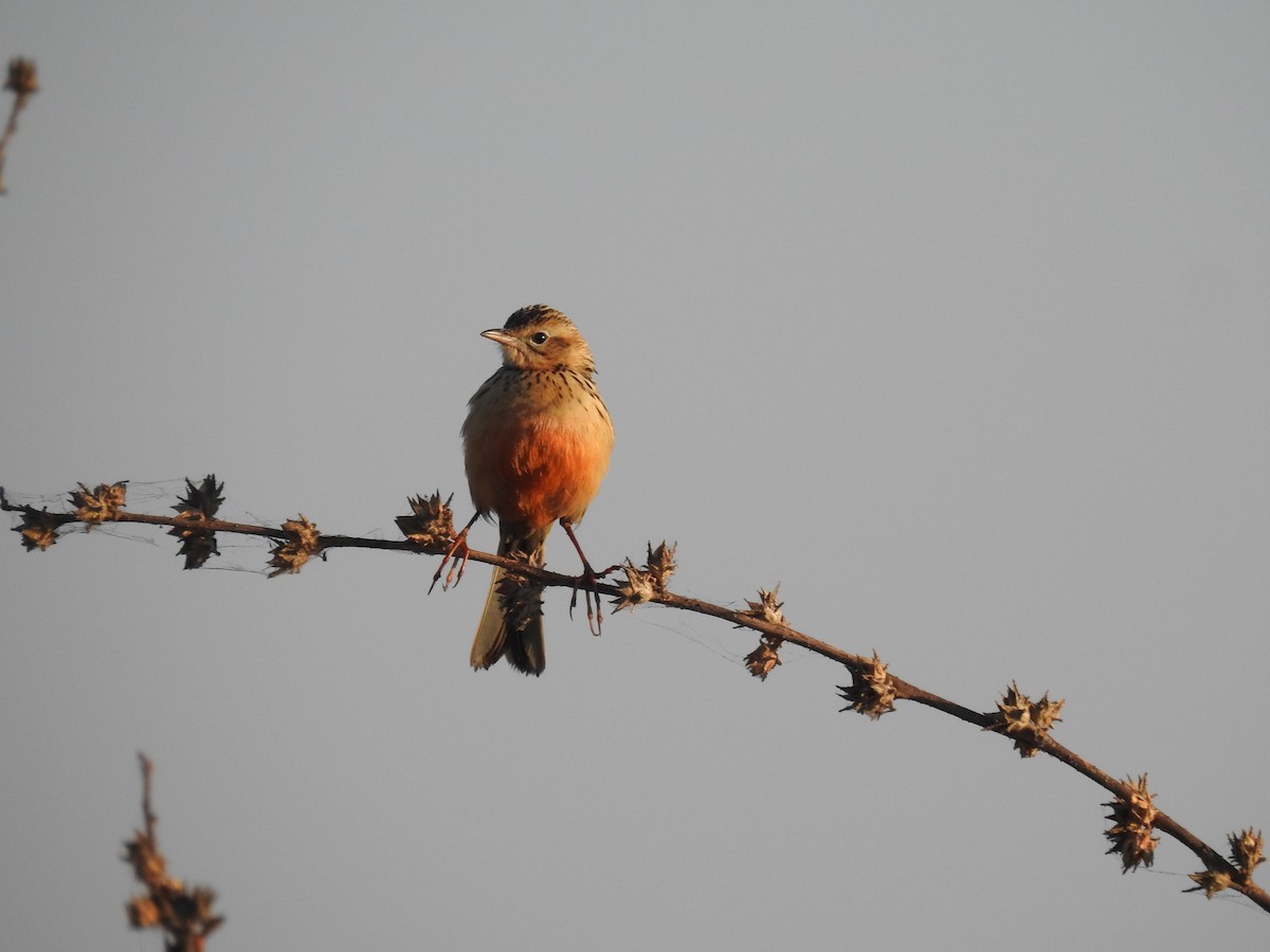 Rosy-throated Longclaw - ML640569309