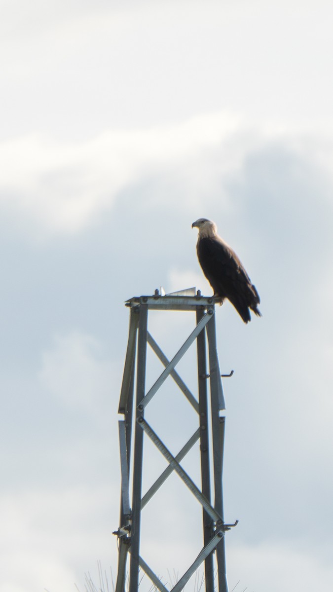 Pallas's Fish-Eagle - ML640569364