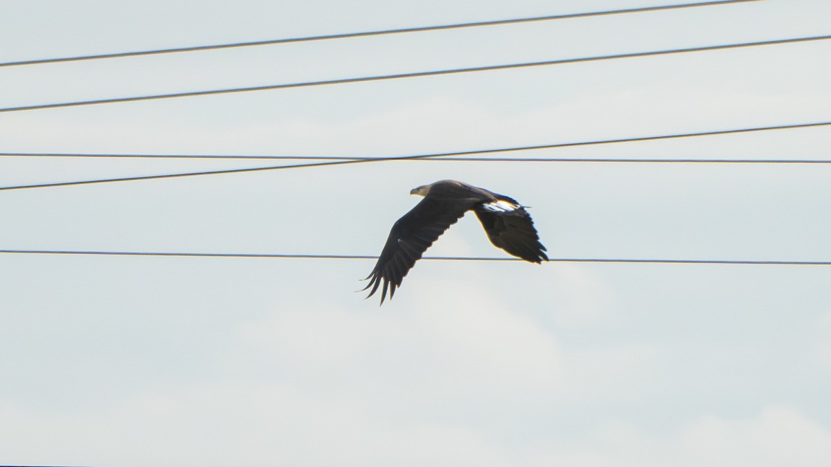 Pallas's Fish-Eagle - ML640569365