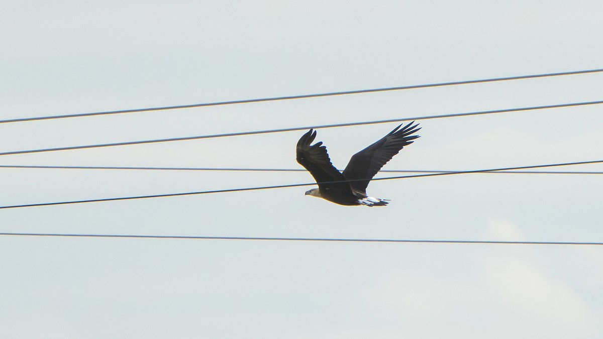 Pallas's Fish-Eagle - ML640569366