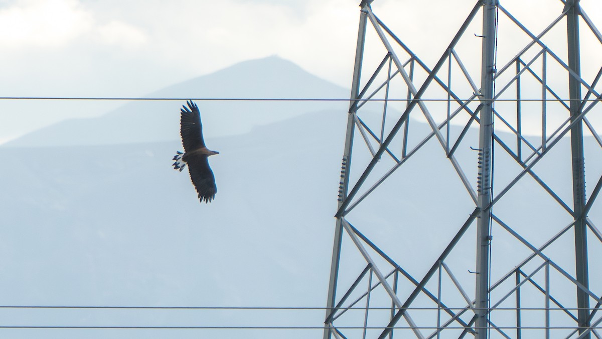 Pallas's Fish-Eagle - ML640569367