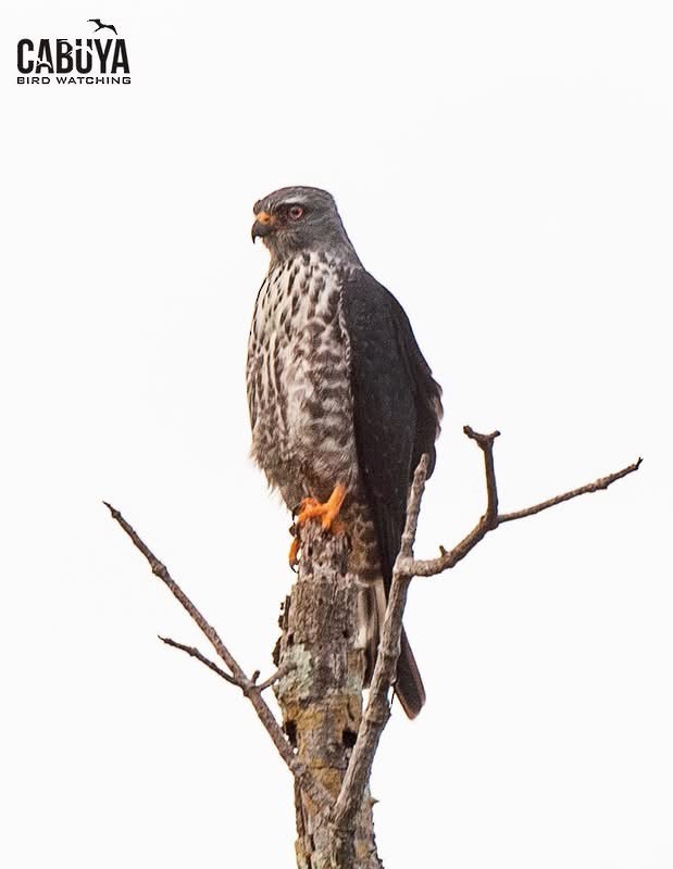 iktinie šedivá - ML640569440