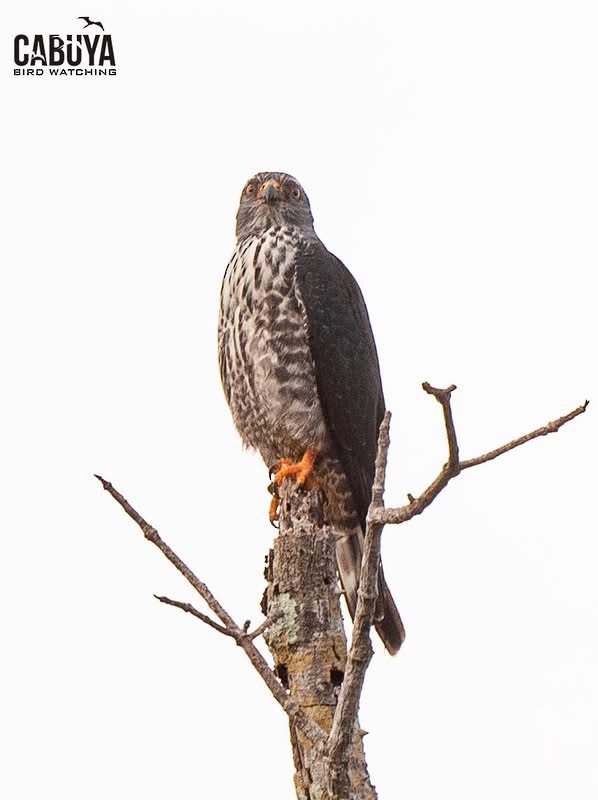 iktinie šedivá - ML640569441