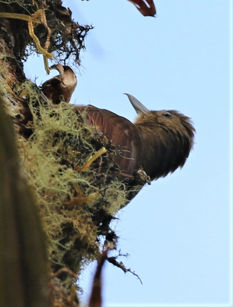 Tyrannine Woodcreeper - ML640569464
