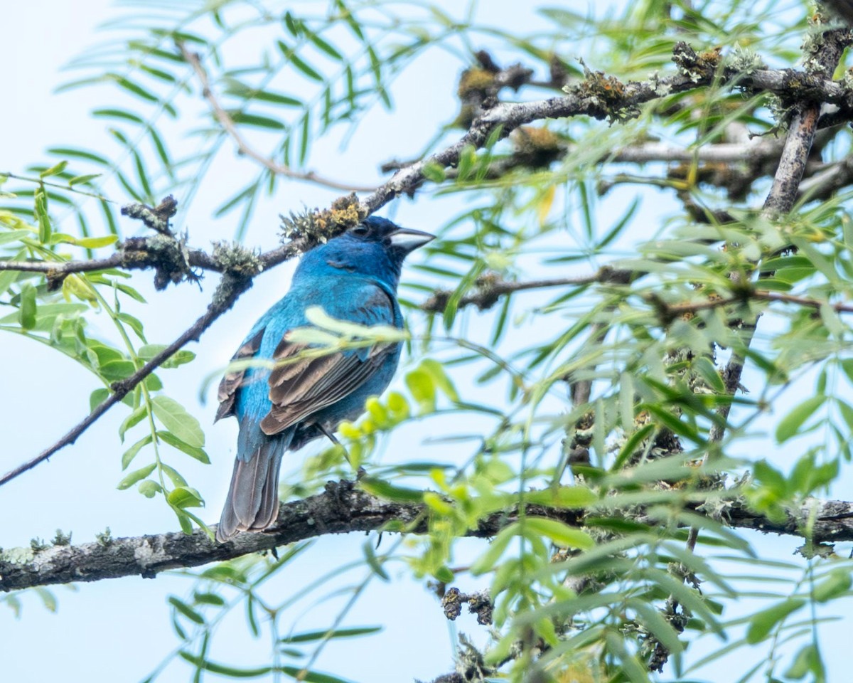Indigo Bunting - ML640569697
