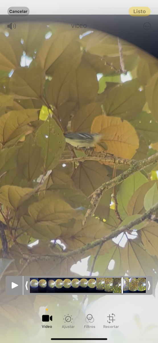 Cerulean Warbler - ML640569768