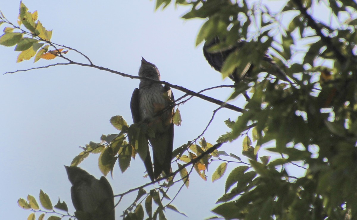 Purple Martin - ML640569827