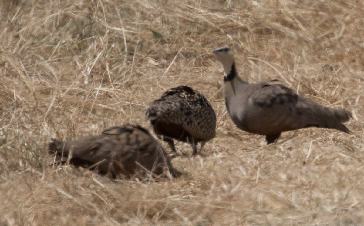 Yellow-throated Sandgrouse - ML640569985