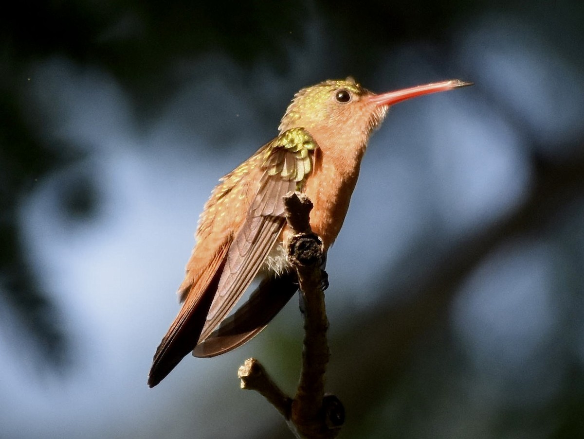 Cinnamon Hummingbird - ML640570022