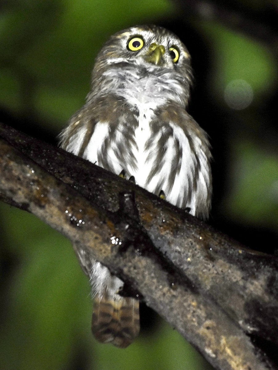 Ferruginous Pygmy-Owl - ML640570030