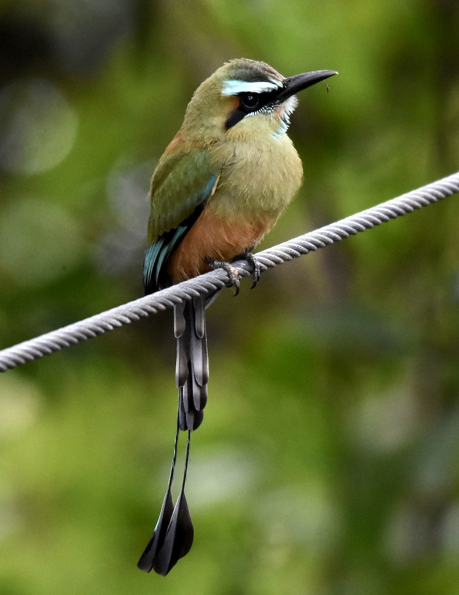 Turquoise-browed Motmot - ML640570035