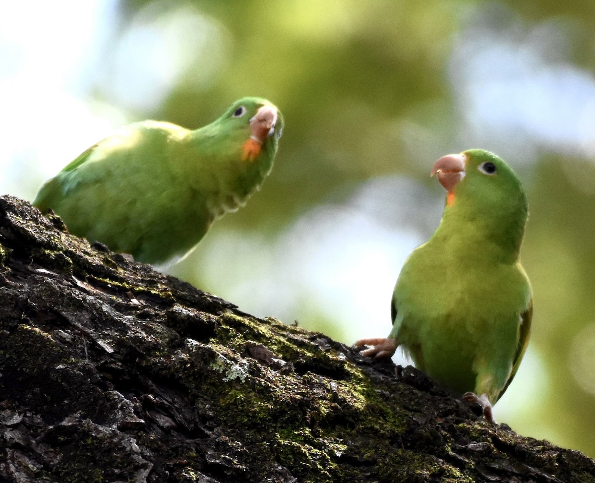 Orange-chinned Parakeet - ML640570044