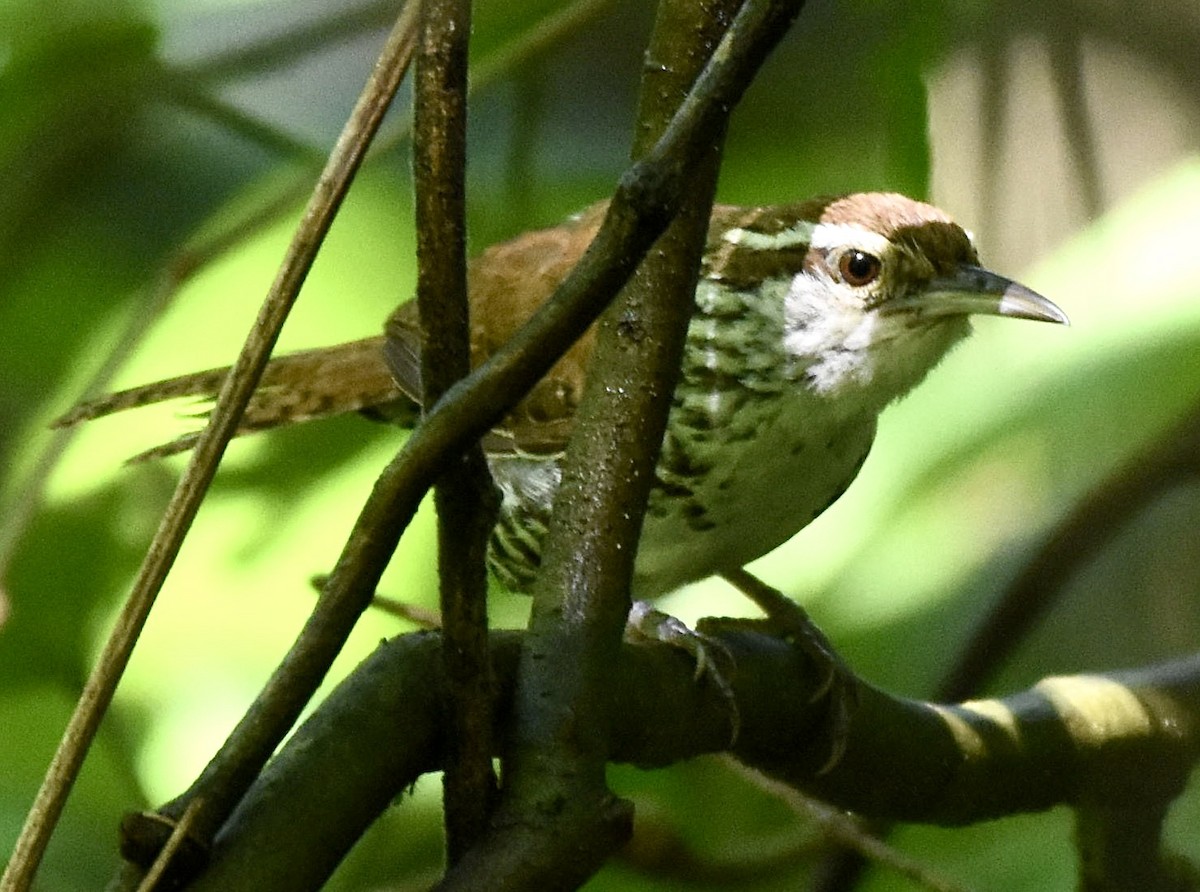 Banded Wren - ML640570054