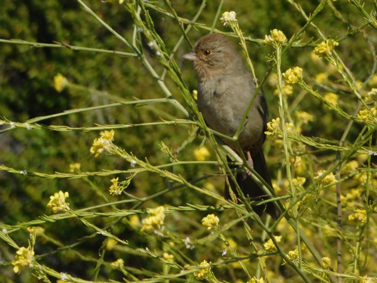California Towhee - ML640570055