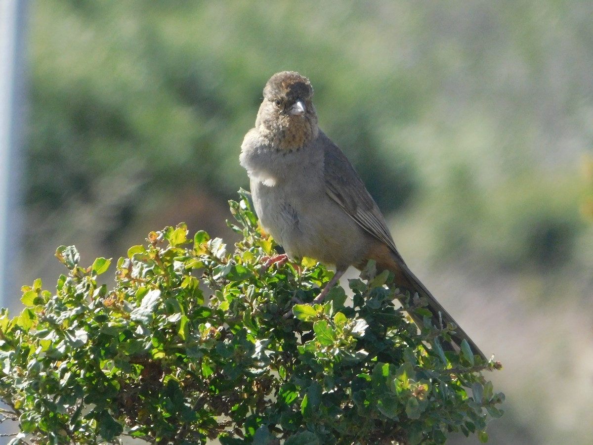 California Towhee - ML640570056