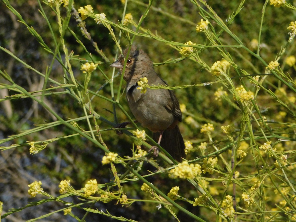 California Towhee - ML640570057