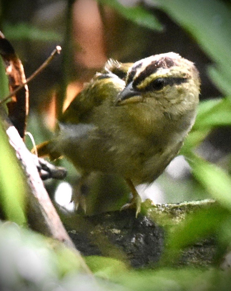 Olive Sparrow - ML640570058