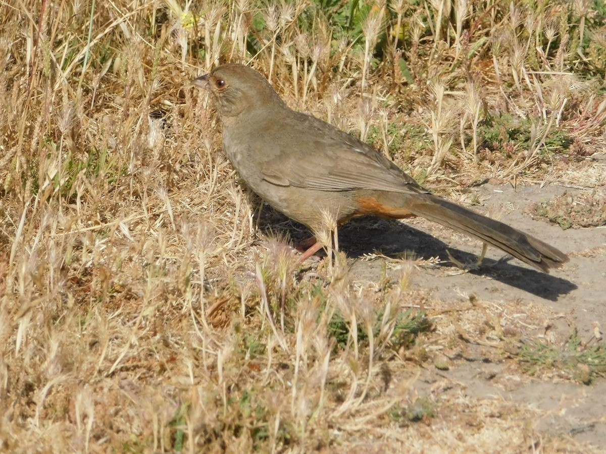 California Towhee - ML640570059