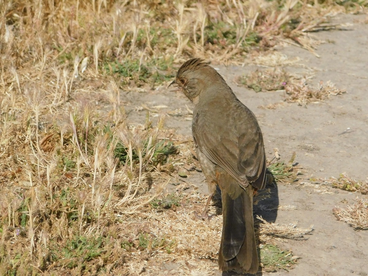 California Towhee - ML640570060