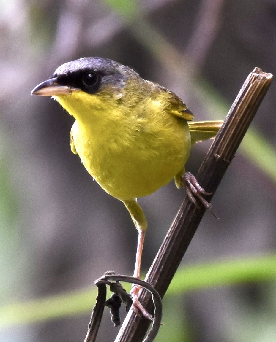 Gray-crowned Yellowthroat - ML640570068