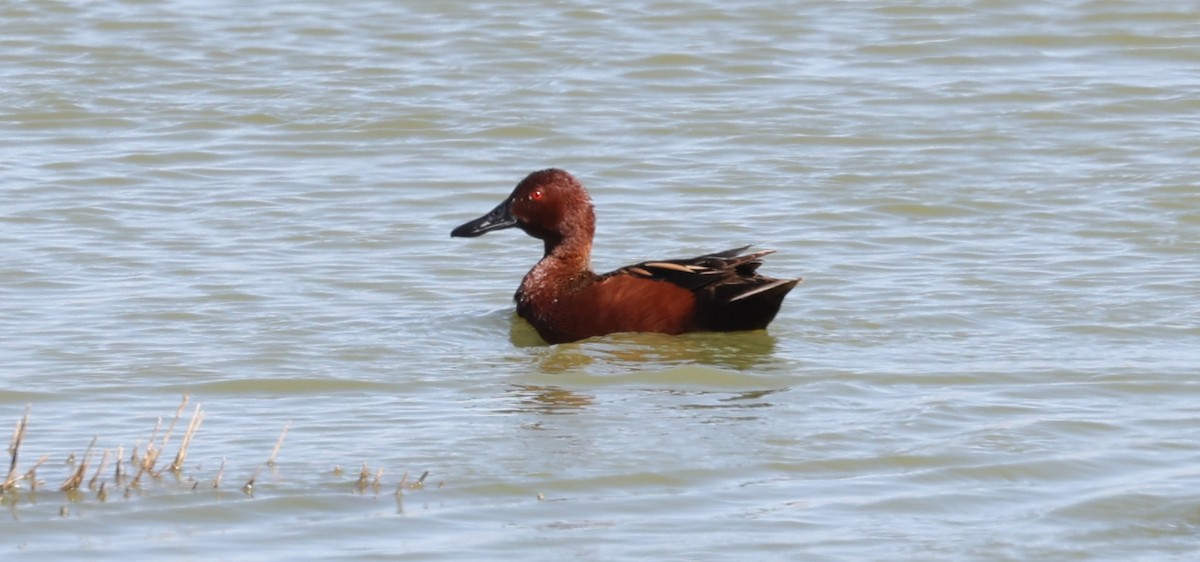Cinnamon Teal - ML640570074