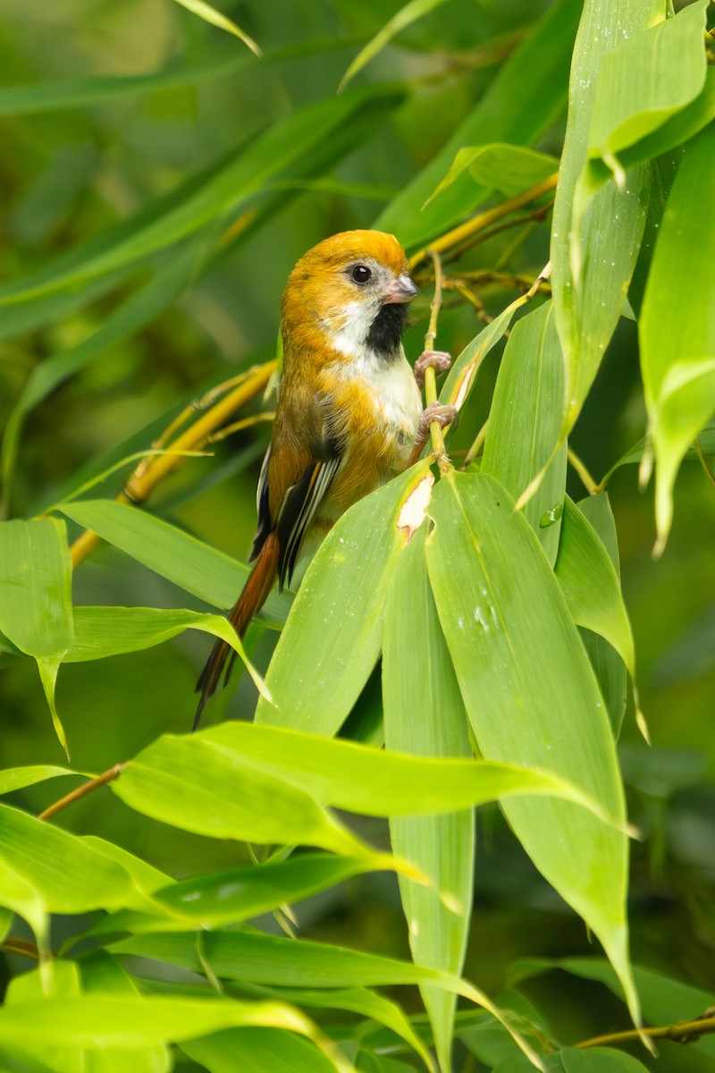 Golden Parrotbill - ML640570075