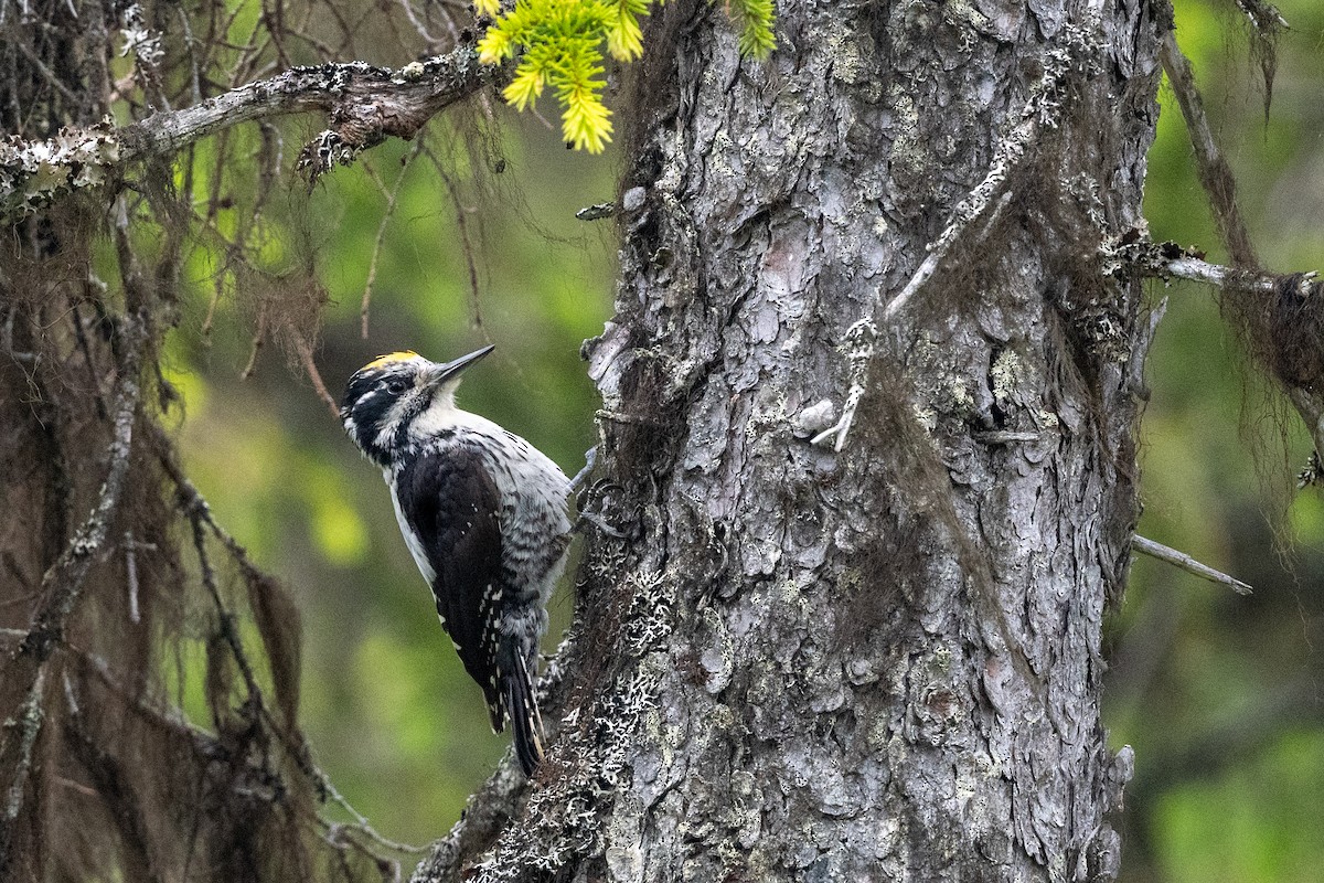 Eurasian Three-toed Woodpecker - ML640570076