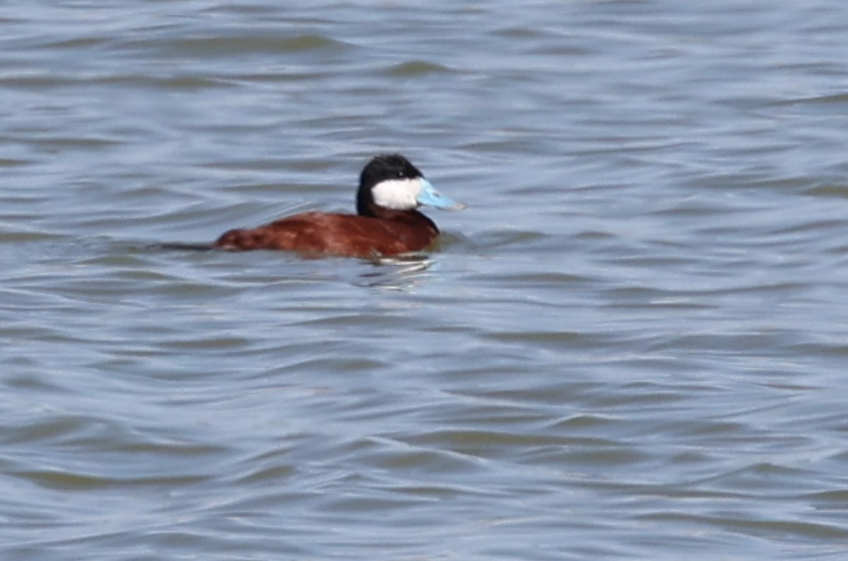 Ruddy Duck - ML640570081