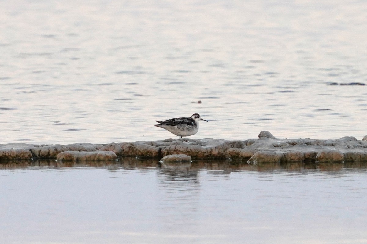 lyskonoh úzkozobý - ML640570084