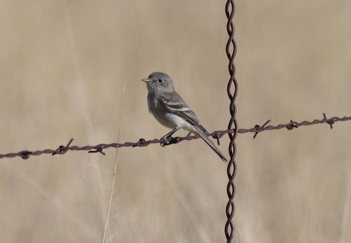 Gray Flycatcher - ML640570104