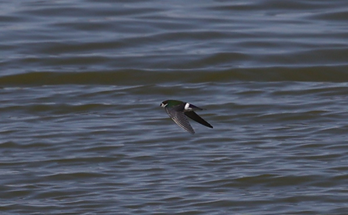 Violet-green Swallow - ML640570111