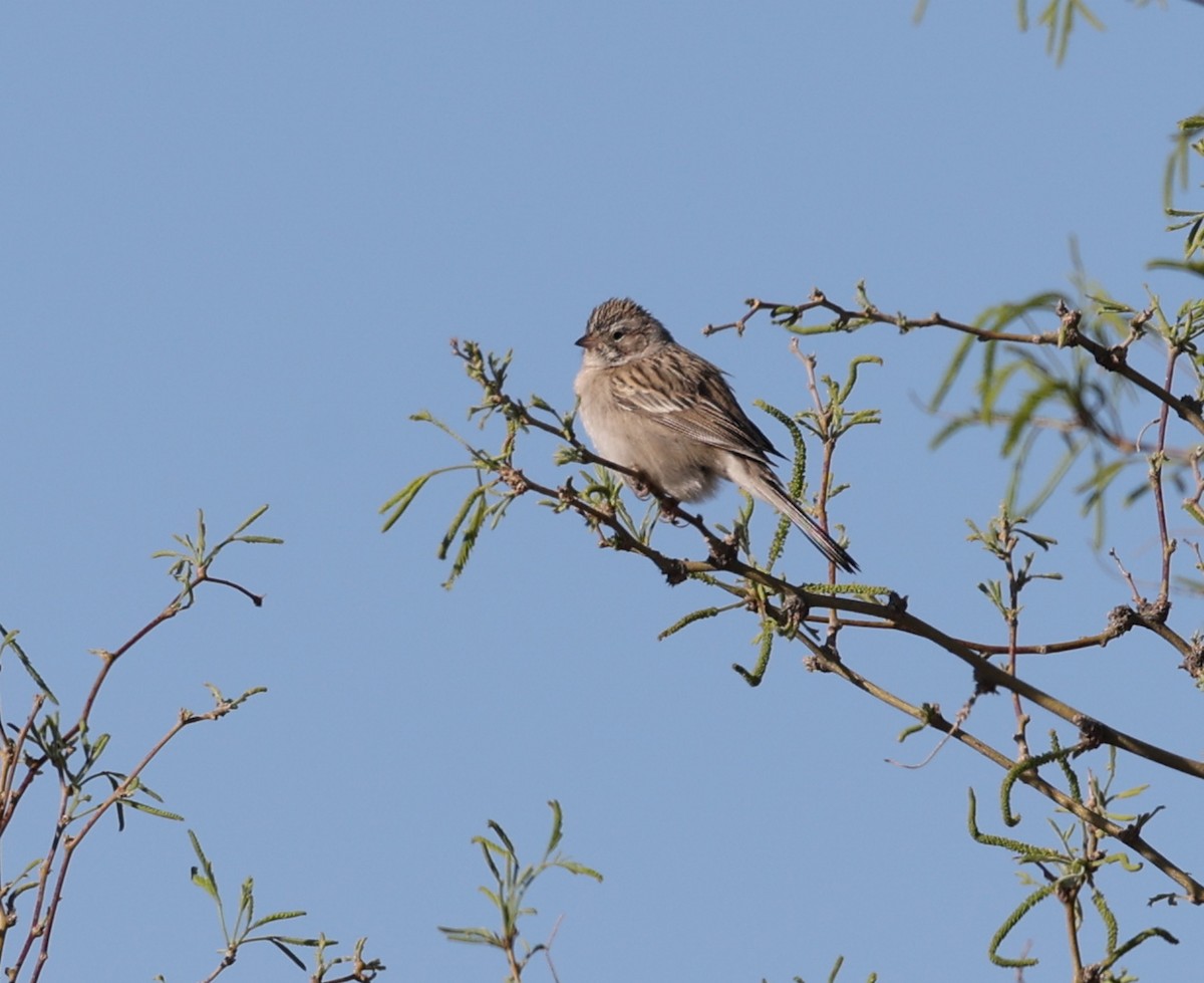 Brewer's Sparrow - ML640570115