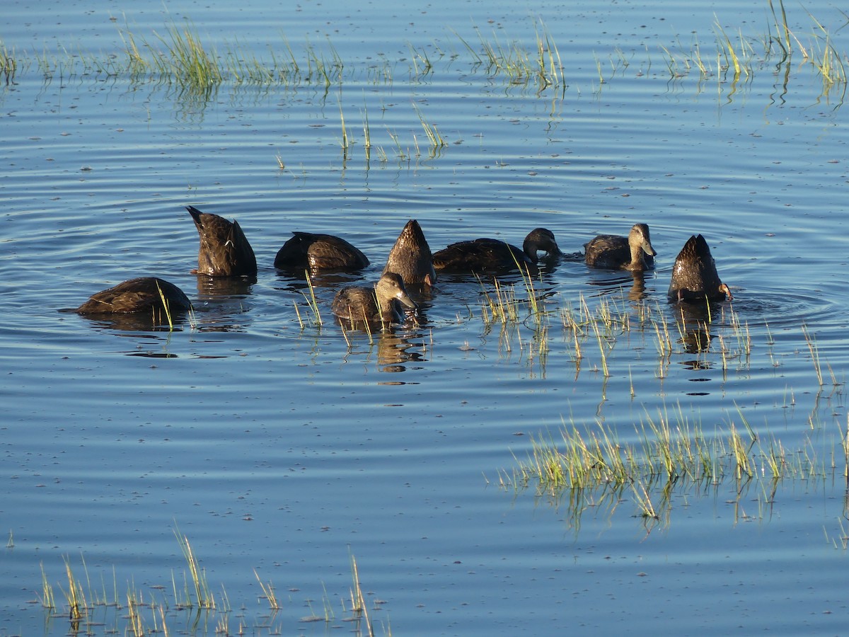 American Black Duck - ML640570117