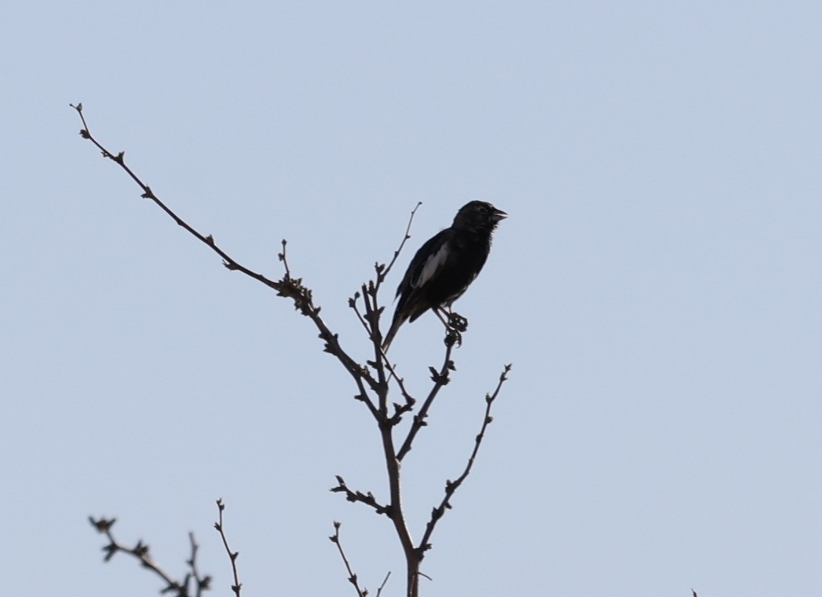 Lark Bunting - ML640570130