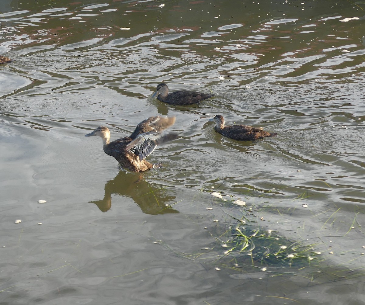 American Black Duck - ML640570144