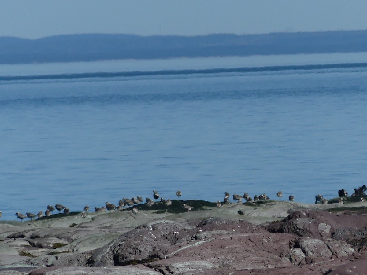 Black-bellied Plover - ML640570186