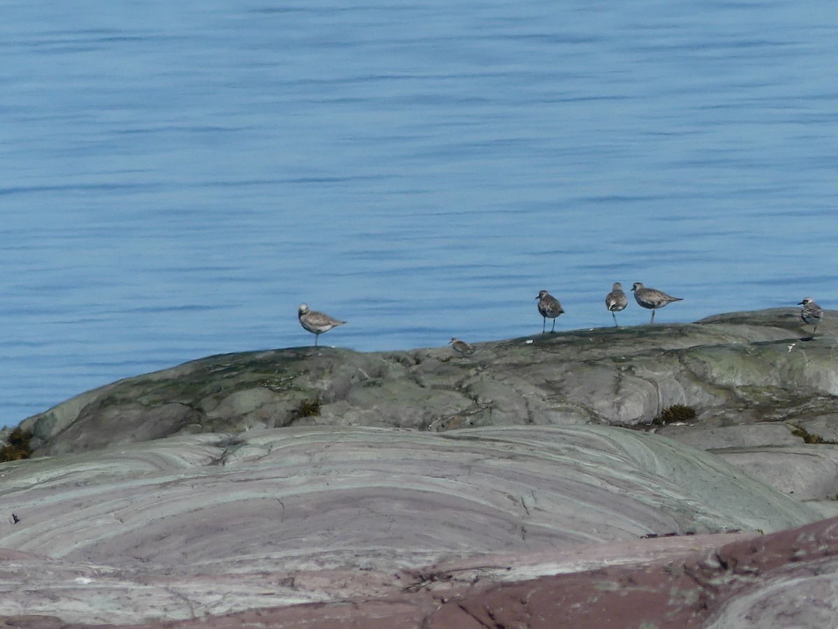 Black-bellied Plover - ML640570187