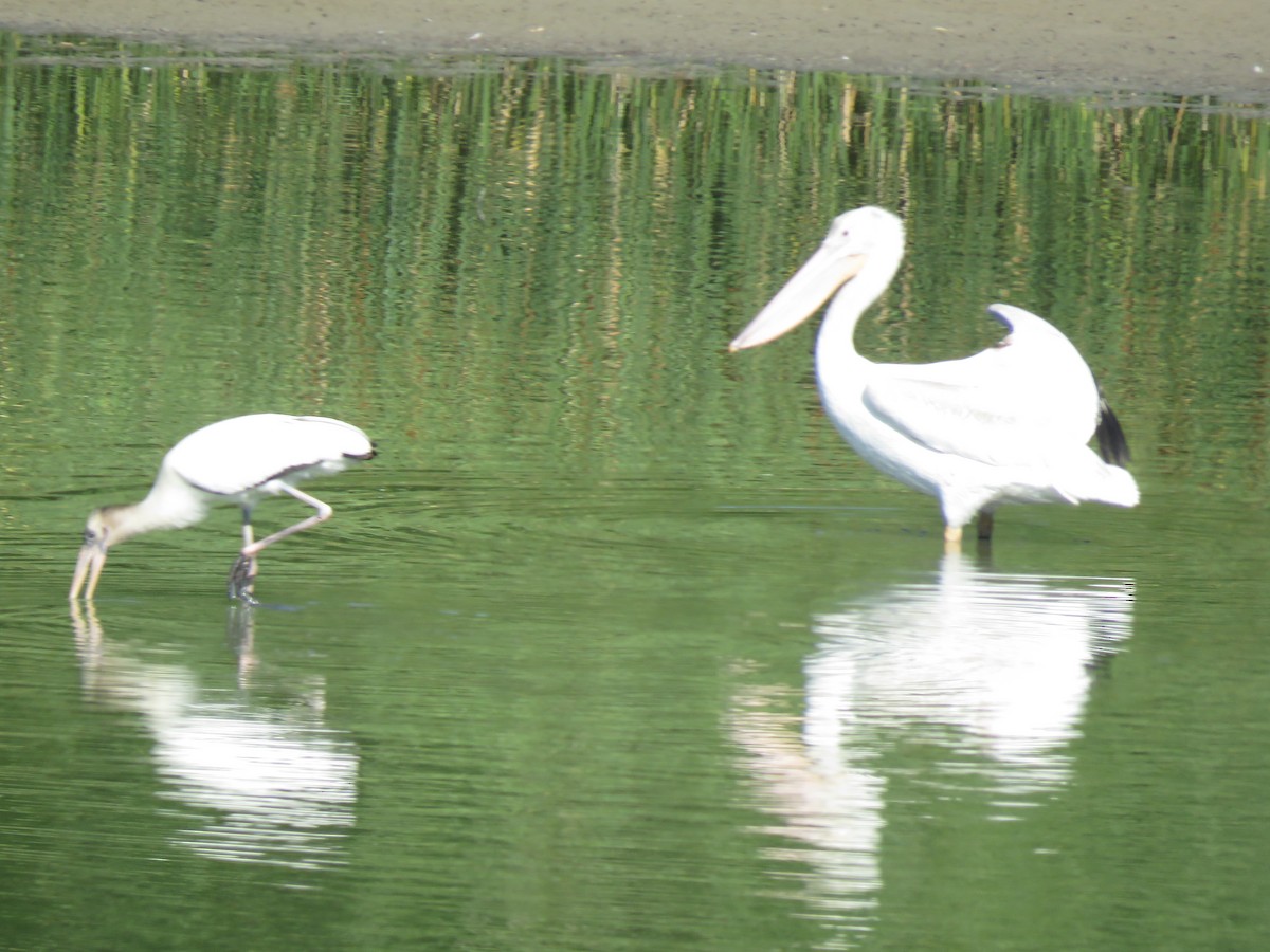 Wood Stork - ML640570210