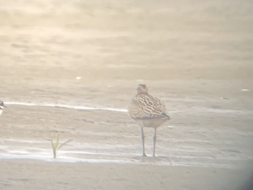 Hudsonian Whimbrel - ML640570214