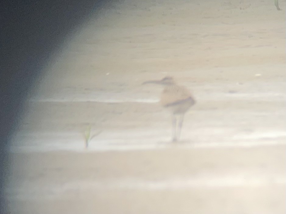 Hudsonian Whimbrel - ML640570215