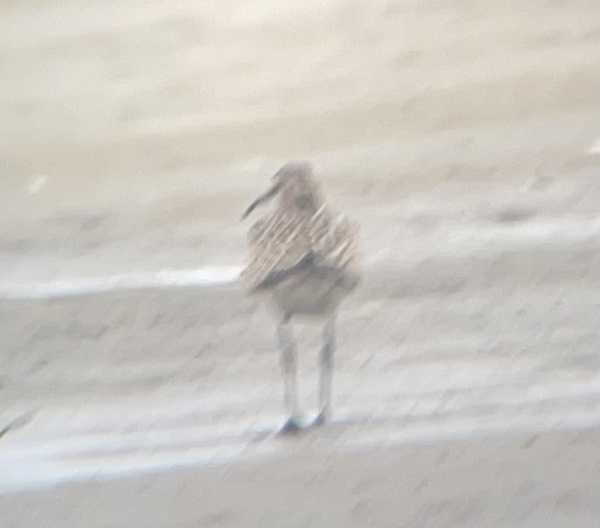 Hudsonian Whimbrel - ML640570216