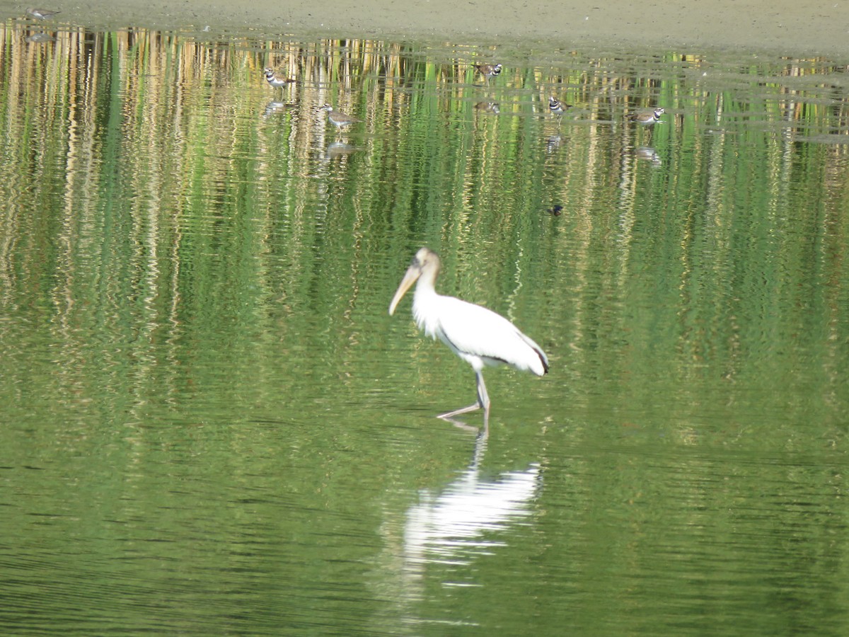 Wood Stork - ML640570221