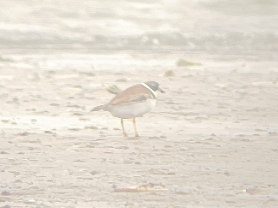 Semipalmated Plover - ML640570226