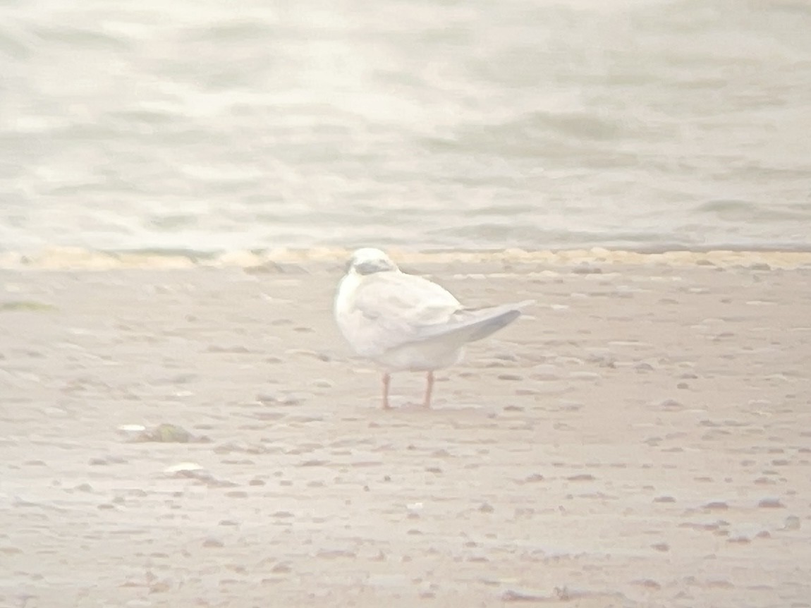 Forster's Tern - ML640570229